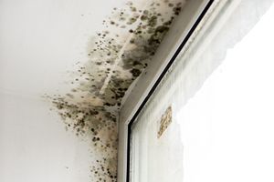 Møgel-Fri / Mugg-fri 5 Liter